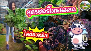 ไม่ต้องหมัก! สูตรฮอร์โมนนมสด ใช้แล้วผักหวาน กรอบ ใบเขียวแข็งแรง | สวนผักพ่อครัว