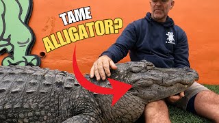 Can Alligators be Tamed?