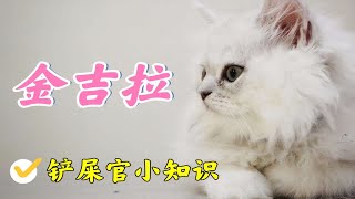 猫中贵族金吉拉居然是波斯猫的最强限定皮肤