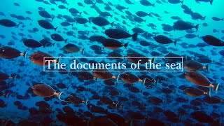 サメの群れに襲われる！ミヤコテングハギ/Palau, Sharks attacking Orangespine unicornfish【Documents of the shooting】