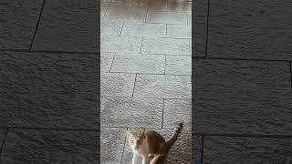 ആരാടാ എൻ്റെ വീഡിയോ എടുക്കുന്നത്😃😂🤣#funny #cute #cat #