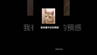 我發現黃麥茶怪怪的⋯他居然？-橘貓黃麥茶TV #cat