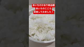 愛知県西尾市安城市碧南市岡崎市お米　あいちのかおりの新品種あいちのこころ試食してみました！#shorts