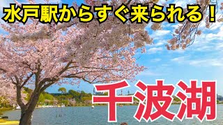 途中下車ですぐ来られる！水戸の千波湖を観光！乗換時間でお手軽観光！都会の中の自然！【茨城魅力発見の旅】