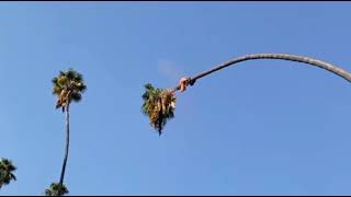 Man RISK his LIFE to cut down palm tree | Must See Real Life #insane #crazy #video #viral #trending