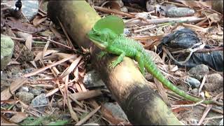 one day behind the rare basilisk a reptile that runs on water and rocks