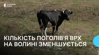 Кількість корів на Волині зменшилась: що кажуть в департаменті АПК, фермери та одноосібники