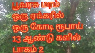 பூவரசு மரம் ஒரு ஏக்கரில் ஒரு கோடி பாகம் 2