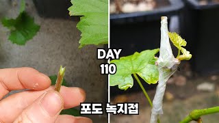 초코와 크림님 요청 - 샤인머스캣 포도 접목 (녹지접) Grafting Fruit Grape Vines in May