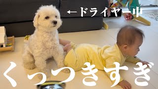 大好きな赤ちゃんから意地でも離れない兄犬の行動が可愛すぎた…【マルプー×生後6ヶ月】