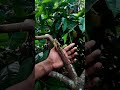 cocoa sidegraft review