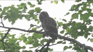 エゾフクロウのヒナ　親からの野ねずみを貰い食事 The chicken of a lovely owl