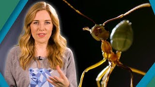 Why ants are formidable predators | BBC Earth Explore