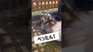 ペキニーズあるある！【犬】