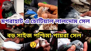 মগরাহাট এ চোটিয়াল লালদোম সেল বড় সাইজ পশ্চিমা পায়রা সেল 😯 , Soumen pet valogs 2025