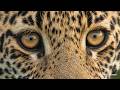 Rosettes & reptiles - SafariLIVE Sunset - 28 May 2026