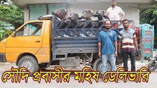 সৌদি আরব থেকে যেভাবে মহিষ কিনে ডেলিভারি নিলেন!আমাদের চ্যানেলের কাস্টমার রিভিউ।মহিষ না গরু? KRISHI TV