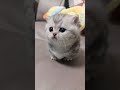 the cutest cat meows in the world 🥰🥰 cat cute catshorts