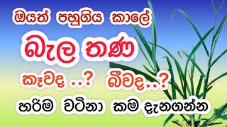 බැලතණ ඔයත් කැවද නොදන්නා කමට | thuru tv