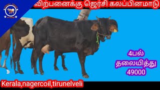 4பல் ஜெர்சிமாடு நல்ல மாடு விற்பனைக்கு