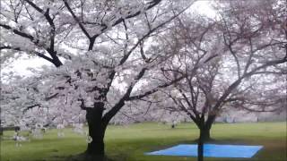 大泉緑地の桜（２０１７年４月8日）