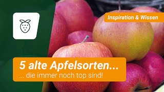 5 alte Apfelsorten, die immer noch top sind! 🍎