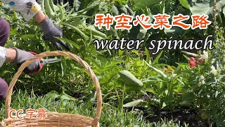 Water spinach growing at home ,steps and methods