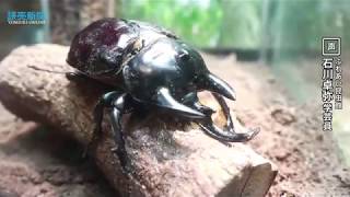 珍しい昆虫が人気…石川・ふれあい昆虫館