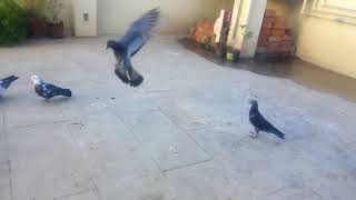 Pigeon ambattur boys