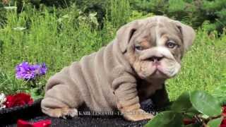 LILAC ENGLISH BULLDOG, LILAC ENGLISH BULLDOG PUPPY