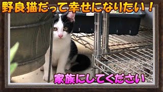 【野良猫から家猫へ！幸せな今！】一昨年の夏我が家に来るようになった野良猫の親子。#保護猫 #保護猫活動 #元野良猫 #猫好きさんと繋がりたい