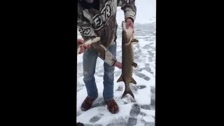 Big Northern Caught Through The Ice On Jigging Rod!!! 2016