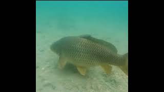 Big fish underwater video🤔❤🤔 #shorts #viral #shortfeed #fishing #video #shortvideo #youtubeshorts