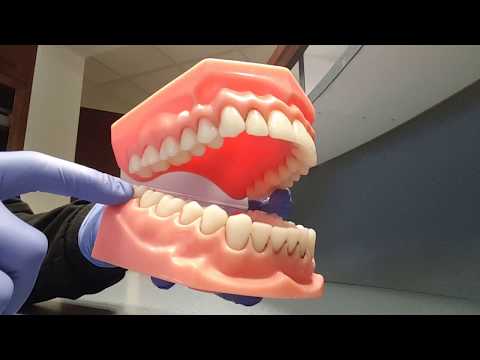 What tooth numbers are bicuspids?