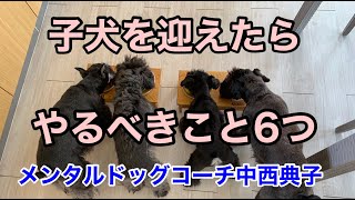 【子犬 しつけ】子犬との関係を台なしにしないために大切な６つのこと