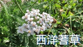 西洋蓍草