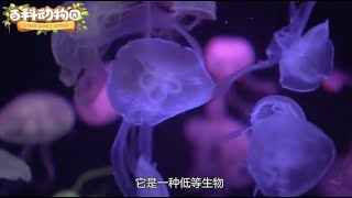 百科動物園 - 海洋裡的水母是魚嗎？