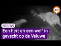 Bijzondere beelden: een hert en een wolf in gevecht op de Veluwe