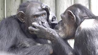 May 2021 Chiba zoo chimps Giejyo grooms Santa チンパンジー毛づくろい　鼻の中まできれいにする