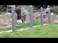 福岡市動物園 象さん 今ご飯中でーす