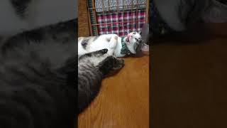 先住猫あくびちゃん vs 新入り猫しっぽ