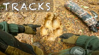 Looking for WILDLIFE TRACKS - pov wildlife photography in nature