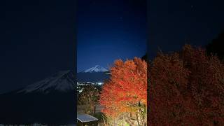 官心你的食衣住行育樂🍁2023年11月24日🗻 浪漫 夢幻 夜楓 一秒到日本 Japan 靜岡縣 山梨縣 ふじさん Fujisan 富士山 河口湖 楓葉迴廊 カエデの葉 赤い葉 紅葉回廊 紅整片 唯美