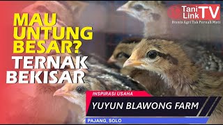 Untung Besar Dari Ternak Bekisar | Yuyun Blawong Farm