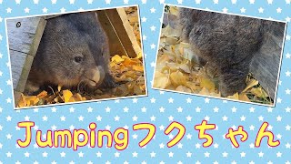 【wombat】Jumping フクちゃん☆(Jumping)