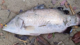 Coral Fish Sea-fish | Farming's |মাছটি খাদ্য জীবিত মাছ| মিঠা পুকুরে চাষ পদ্ধতি সামুদ্রিক মাছ কোরাল