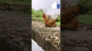 🐶🐔 Adorable Dog and Hen Friendship! ❤️ | Unlikely Animal Pals #shorts #trendingahorts #viralshorts