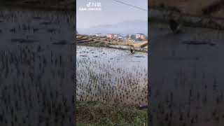 银行卡四件套,揭秘无耻的人渣骗子QQ368535707