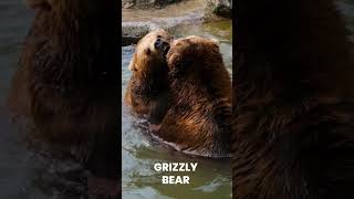 Grizzly Bears