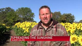 Albert Lea sunflower field honors lost loved ones